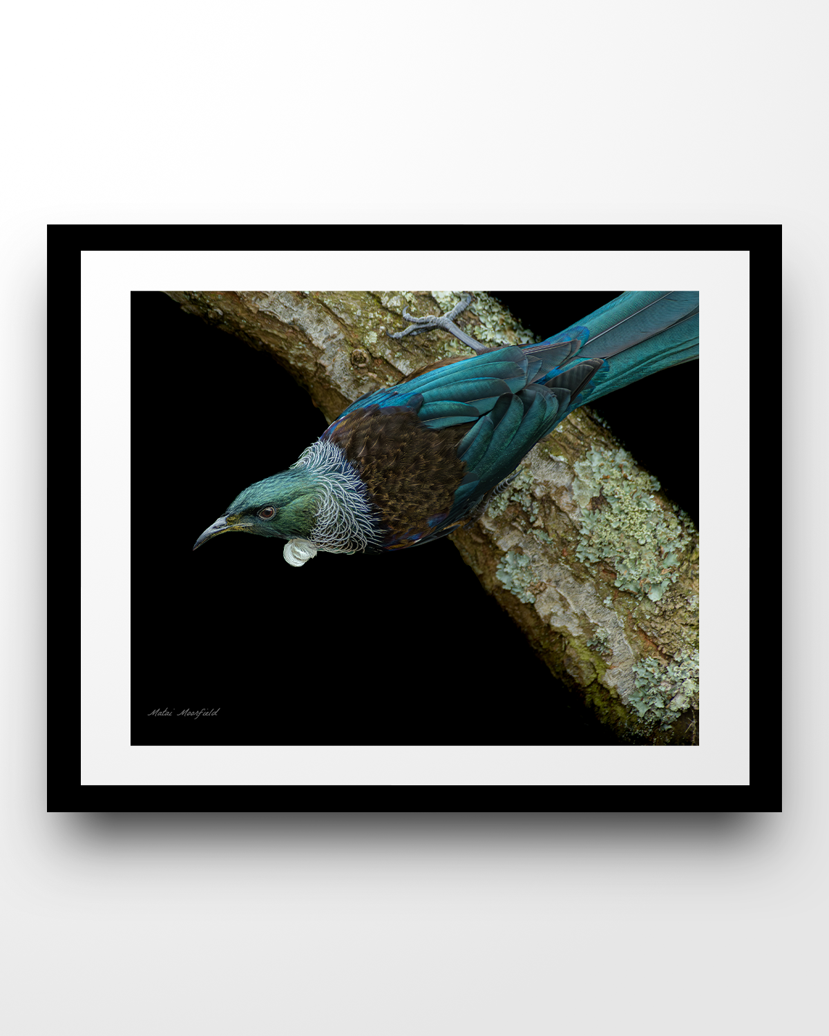 Tui on a Mossy Branch Wildlife Print - New Zealand Bird Photography